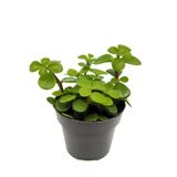 serada decor & plant Mini Saksılı Para Yeşim Çiçeği, Canlı Sukulent Crassula Ovata, 10-15 cm