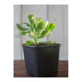Serada Decor & Plant Mini Saksılı Yeşim Çiçeği (Crassula Ovata), 10-15 cm, Yeşil, Para Sukulenti