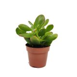 Serada Decor & Plant Mini Saksılı Yeşim Para Çiçeği, Crassula Ovata Sukulenti