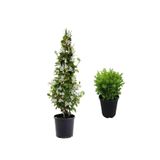 serada decor & plant Mis Kokulu Arap Yasemin Çiçeği Fidanı, Saksılı Dış Mekan Bitkileri, Çok Renkli, 50-70 cm