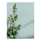 serada decor & plant Mis Kokulu Arap Yasemini, 40-50 cm, 9 Adet Saksılı, Rhyncospermum Jasminoides