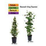 Serada Decor Plant Mis Kokulu Arap Yasemin+Kokulu Hanımeli Çiçeği Fidanı 2'li Bahçe Peyzaj Seti