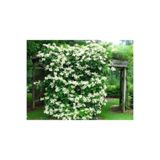 Serada Decor & Plant Mis Kokulu Ful Arap Yasemini Fidanı Tüplü, Tırmanıcı, Çok Renkli