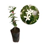 Serada Decor & Plant Mis Kokulu Ful Yasemin Çiçeği, 1 Adet Saksılı, 30-60cm, Bahçe Çiçeği