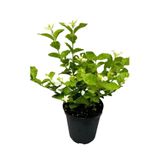 Serada Decor & Plant Mis Kokulu Ful Yasemin, Tül Kuşkonmaz Çiçeği Hediyeli Peyzaj Seti