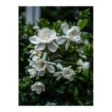 serada decor & plant Mis Kokulu Gardenya Çiçeği, 25-40 cm, Saksılı, İç Mekan Bitkileri