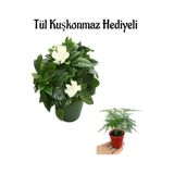 Serada Decor & Plant Mis Kokulu Gardenya Çiçeği, Tül Kuşkonmaz Hediyeli, Beyaz