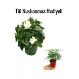 Serada Decor & Plant Mis Kokulu Gardenya Çiçeği, Tül Kuşkonmaz Hediyeli, Beyaz
