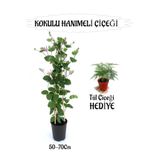 Serada Decor & Plant Mis Kokulu Hanımeli Çiçeği, Tül Kuşkonmaz Çiçeği Hediye, Peyzaj Seti, 50-70cm