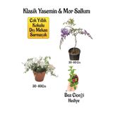 serada decor & plant Mis Kokulu Klasik Yasemin Çiçeği, Mor Salkım Ağacı Fidanı, Buz Çiçeği Hediyeli Peyzaj Seti, 30-60 cm, Çok Renkli