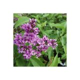 serada decor & plant Mis Kokulu Leylak Çiçeği Fidanı, 30-50 cm, Saksılı, Mor