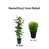 Serada Decor & Plant Mis Kolulu Hanımeli Çiçeği Fidanı + Çalı Şimşiri Fidanı Hediyeli Bahçe Bitkisi Seti