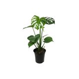 Serada Decor & Plant Monstera Deliciosa Deve Tabanı Bitkisi, 40-50 cm, İç Mekan Bitkisi, Yeşil