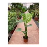 serada decor & plant Monstera Deliciosa Deve Tabanı İthal Orta Boy, Yeşil