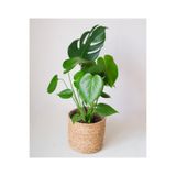 serada decor & plant Monstera Deve Tabanı Çiçeği, 35-40 cm, Yeşil, İç Mekan Bitkisi