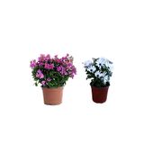 serada decor & plant Mor Bodur Begonvil + Beyaz Bodrum Papatyası 2'li Bahçe Peyzaj Seti