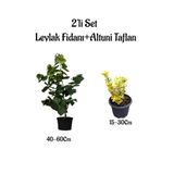 serada decor & plant Mor Leylak Ağacı Fidanı + Altuni Taflan, 2'li Set, Saksılı Bahçe Bitkileri
