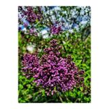 Serada Decor & Plant Mor Leylak Çiçeği Fidanı, 50-70 cm, 1 Adet, Tüplü Dış Mekan Bitkisi, Syringa Reticulata