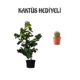 Serada Decor & Plant Mor Leylak Fidanı, Kaktüs Hediyeli, Siyah Saksı