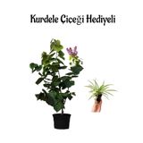 serada decor & plant Mor Leylak Fidanı, Saksı, Hediye Kurdele Çiçeği