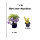 Serada Decor & Plant Mor Salkım Ağacı Fidanı + Altuni Taflan Çit Bitkisi 2'li Set, Çok Renkli