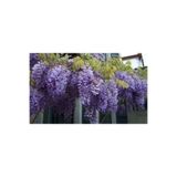 Serada Decor & Plant Mor Salkım Ağacı Fidanı, Saksılı, Çok Renkli