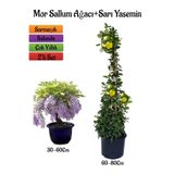 Serada Decor & Plant Mor Salkım Ağacı Fidanı + Sarı Yasemin Çiçeği Fidanı, 2'li Bahçe Peyzaj Seti