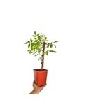 Serada Decor & Plant Mor Salkım Ağacı Fidanı, Sukulent Hediyeli