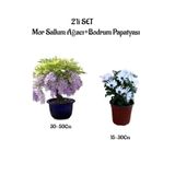 Serada Decor Plant Mor Salkım Ağacı Fidanı+Beyaz Bodrum Papatyası 2'li Bahçe Peyzaj Seti