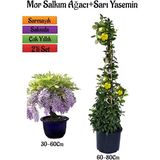Serada Decor Plant Mor Salkım Ağacı Fidanı+Sarı Renk Yasemin Çiçeği Fidanı 2'li Bahçe Peyzaj Seti