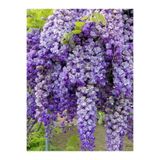 serada decor & plant Mor Salkım Fidanı, 60-80 cm, Tüplü, Yeşil Yapraklı, Bol Çiçekli