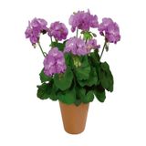 Serada Decor & Plant Mor Sardunya Fidanı, Tül Kuşkonmaz Hediyeli