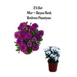 Serada Decor & Plant Mor ve Beyaz Renkli 2'li Bodrum Papatyası Seti, 20-30 cm, Saksılı Bahçe Bitkisi