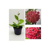 Serada Decor & Plant Mum Çiçeği Fidesi Hoya Carnosa, Mis Kokulu Kırmızı, 9cm Saksıda