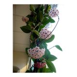 Serada Decor & Plant Mum Çiçeği (Hoya Carnosa) Askılı Saksıda, 20 cm Saksı Çapı