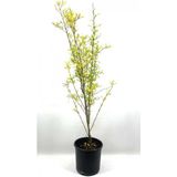 Serada Decor Plant Nar Fidanı Devedişi 2-3 Yaş 80 cm Bol Verimli Soğuğa Dayanıklı
