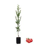 serada decor & plant Nar Fidanı Tüplü, Aşılı Meyve Fidanı