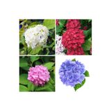 Serada Decor & Plant Ortanca Çiçeği Fidanı, 4 Adet, Kırmızı-Pembe-Mor-Beyaz, 20-35 cm, Tüplü Hydrangea