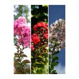 serada decor & plant Oya Ağacı Fidanı Seti, Lagerstromia Indica, Kırmızı Beyaz Pembe, 45-50 cm, 3 Adet Saksılı