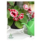 serada decor & plant Özel Tür GLOXİNİA Kırmızı-Beyaz Bardak Menekşesi 1 ADET Saksılı 10-15Cm Balkon Çiçeği