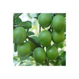 Serada Decor & Plant Papaz Eriği Fidanı, Tüplü, 2 Yaş