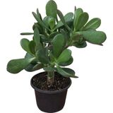 Serada Decor Plant Para Ağacı Çiçeği ( Büyük Boy ) Kaktüs Sukulent