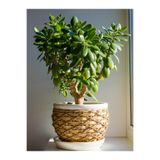 serada decor & plant Para Ağacı (Pachira Aquatica), 10-30 cm, 1 Adet Saksılı İç Mekan Bitkisi
