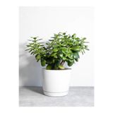 serada decor & plant Para Çiçeği Ağacı, Crassula, 10-40 cm, Saksılı, İç/Dış Mekan Bitkisi