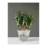 serada decor & plant Para Çiçeği Crassula Ovata, Dekoratif Canlı Sukulent, 15-25 cm, Yeşil