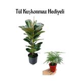 Serada Decor & Plant Parlak Yapraklı Yeşil Kauçuk Bitkisi, Tül Kuşkonmaz Hediyeli