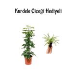 serada decor & plant Parlak Yapraklı Yeşil Şeflera Bitkisi, Kurdele Çiçeği Hediyeli