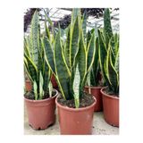 serada decor & plant Paşa Kılıcı Sanseveria Bol Dallı, Turuncu Saksı
