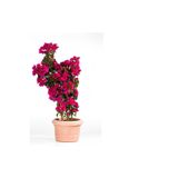 Serada Decor & Plant Pembe Begonvil Çiçeği, 30-60 cm, Çalı Şimşiri Hediyeli Bahçe Bitkisi