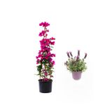Serada Decor & Plant Pembe Begonvil Çiçeği 40-80cm, Mor Lavanta Fidanı Hediyeli, Bahçe Bitkisi